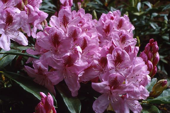 Copyright 2002 Downs' Rhododendrons