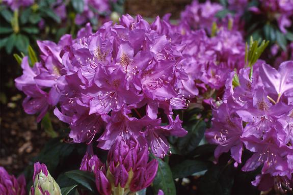Copyright 2002 Downs' Rhododendrons