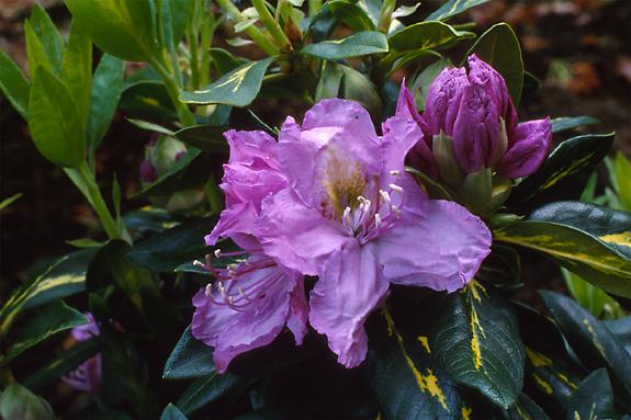 Copyright 2002 Downs' Rhododendrons