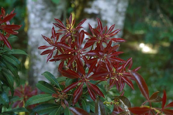 Copyright 2002 Downs' Rhododendrons