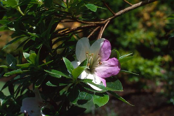 Copyright 2002 Downs' Rhododendrons
