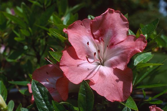 Copyright 2002 Downs' Rhododendrons