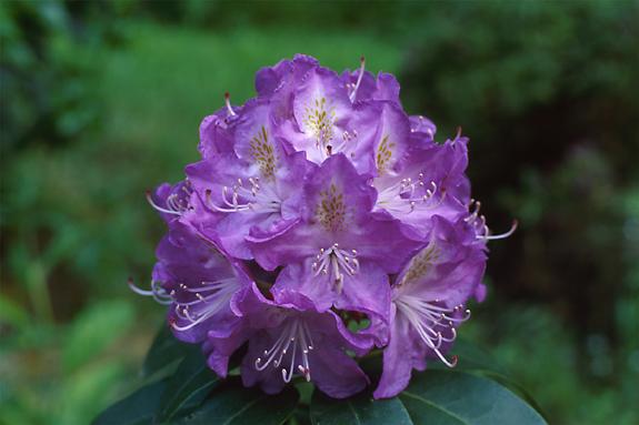 Copyright 2002 Downs' Rhododendrons