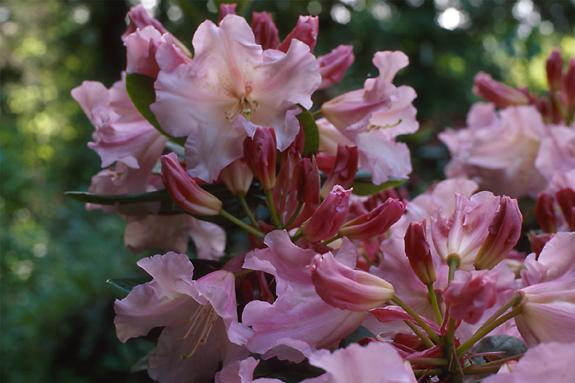 Copyright 2002 Downs' Rhododendrons