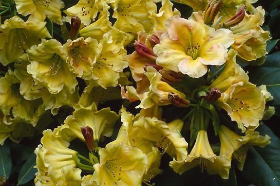 Copyright 2002 Downs' Rhododendrons
