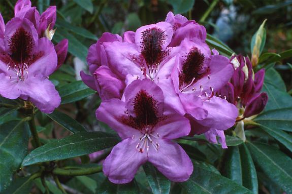 Copyright 2002 Downs' Rhododendrons