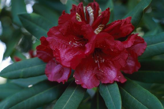 Copyright 2002 Downs' Rhododendrons