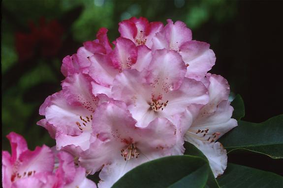 Copyright 2002 Downs' Rhododendrons