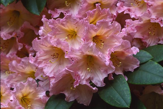 Copyright 2002 Downs' Rhododendrons