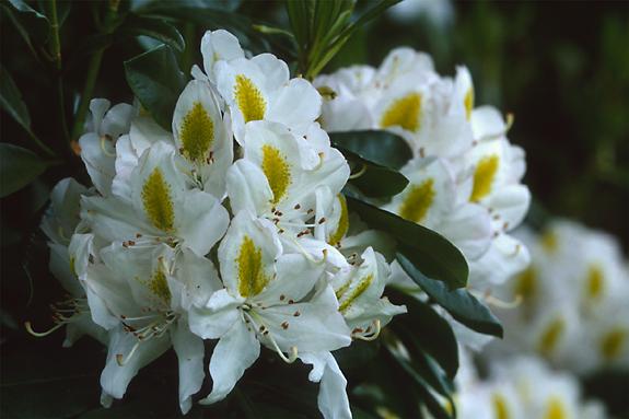Copyright 2002 Downs' Rhododendrons