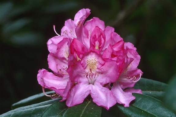 Copyright 2002 Downs' Rhododendrons
