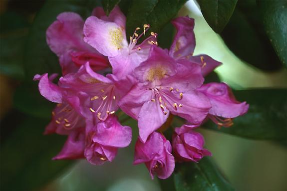 Copyright 2002 Downs' Rhododendrons