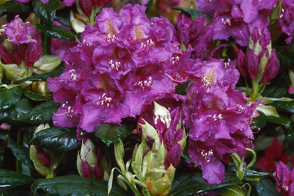 Copyright 2002 Downs' Rhododendrons