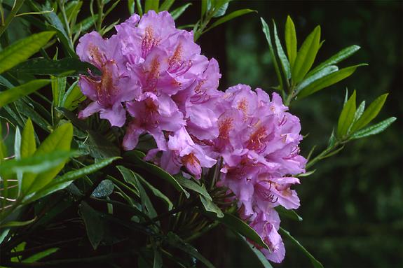 Copyright 2002 Downs' Rhododendrons