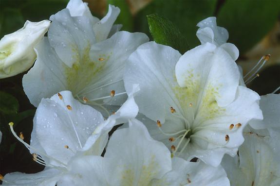 Copyright 2002 Downs' Rhododendrons
