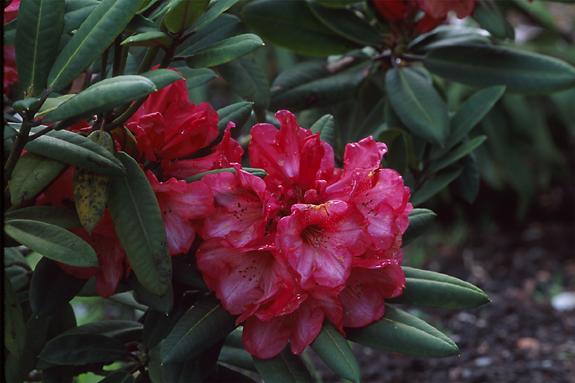 Copyright 2002 Downs' Rhododendrons