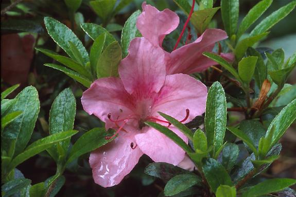 Copyright 2002 Downs' Rhododendrons