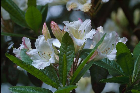Copyright 2002 Downs' Rhododendrons
