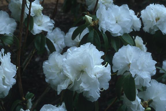 Copyright 2002 Downs' Rhododendrons