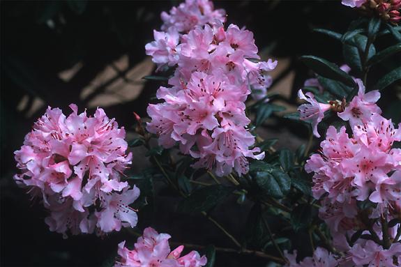 Copyright 2002 Downs' Rhododendrons