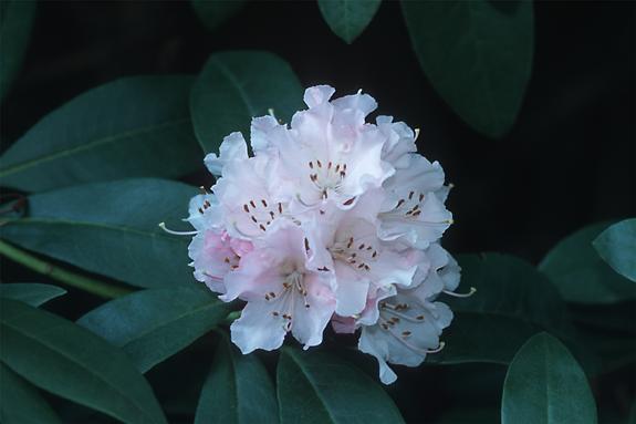 Copyright 2002 Downs' Rhododendrons