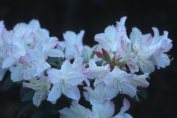 Copyright 2002 Downs' Rhododendrons