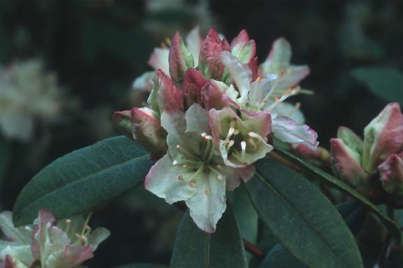 Copyright 2002 Downs' Rhododendrons