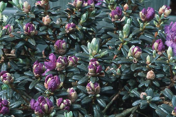 Copyright 2002 Downs' Rhododendrons
