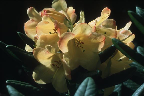 Copyright 2002 Downs' Rhododendrons