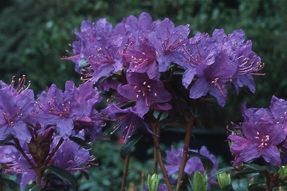 Copyright 2002 Downs' Rhododendrons