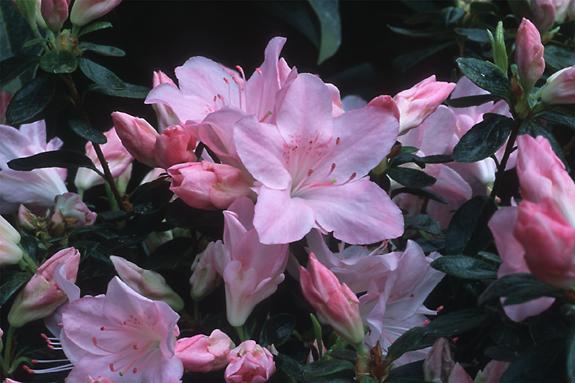 Copyright 2002 Downs' Rhododendrons