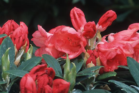 Copyright 2002 Downs' Rhododendrons