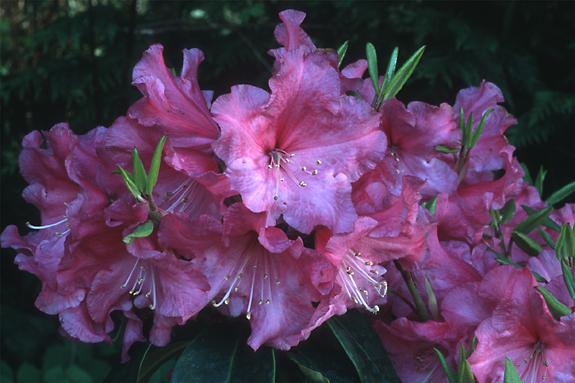 Copyright 2002 Downs' Rhododendrons