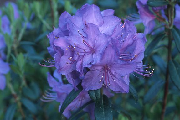 Copyright 2002 Downs' Rhododendrons