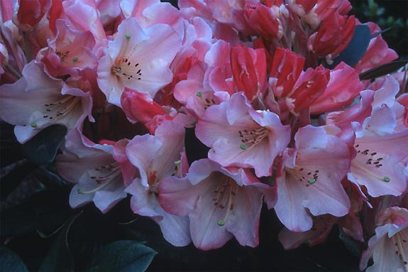 Copyright 2002 Downs' Rhododendrons