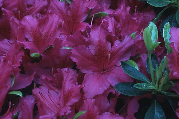 Copyright 2002 Downs' Rhododendrons