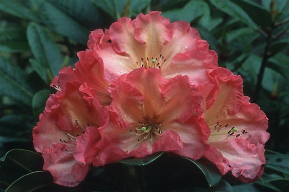 Copyright 2002 Downs' Rhododendrons