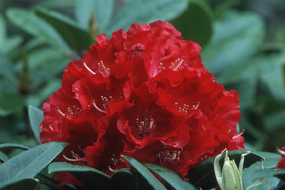 Copyright 2002 Downs' Rhododendrons