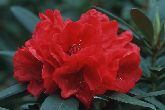 Copyright 2002 Downs' Rhododendrons