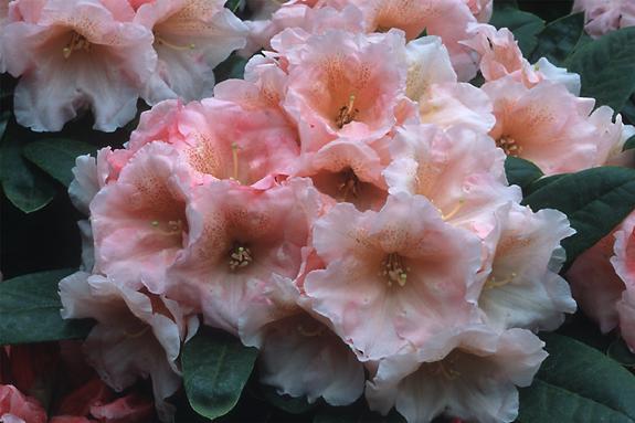 Copyright 2002 Downs' Rhododendrons