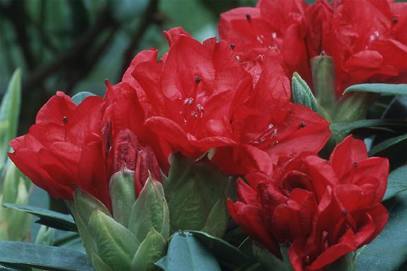 Copyright 2002 Downs' Rhododendrons