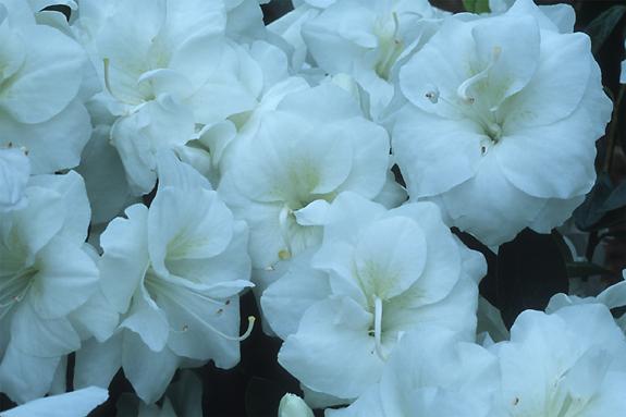Copyright 2002 Downs' Rhododendrons