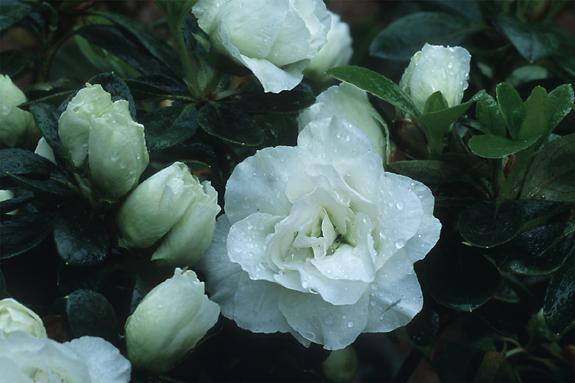 Copyright 2002 Downs' Rhododendrons