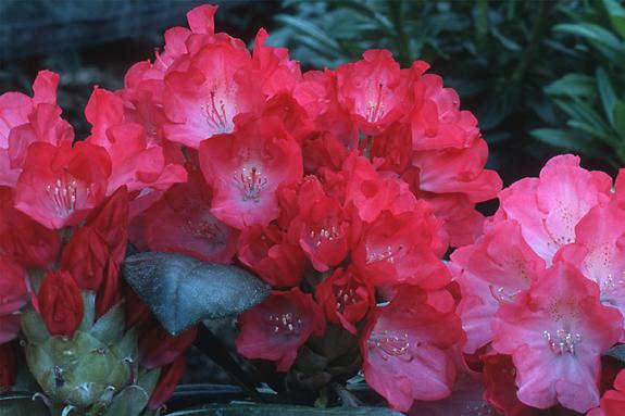 Copyright 2002 Downs' Rhododendrons