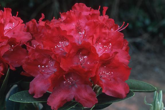 Copyright 2002 Downs' Rhododendrons