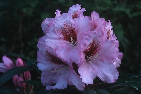 Copyright 2002 Downs' Rhododendrons