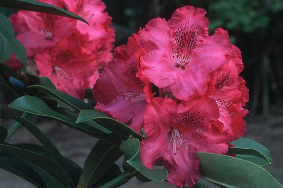 Copyright 2002 Downs' Rhododendrons