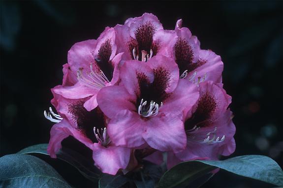 Copyright 2002 Downs' Rhododendrons