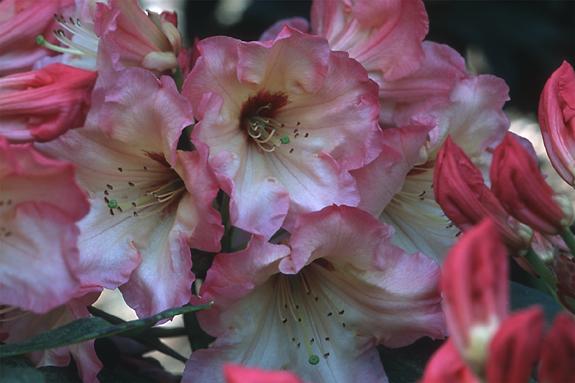 Copyright 2002 Downs' Rhododendrons