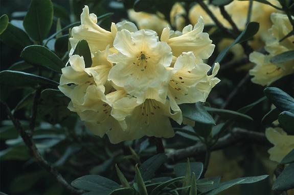 Copyright 2002 Downs' Rhododendrons